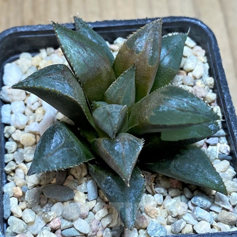 SH2491 Haworthia mirabilis
