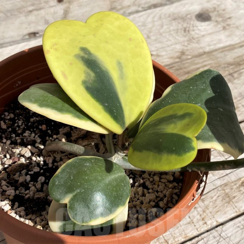 SH2553 Hoya kerrii f. variegata