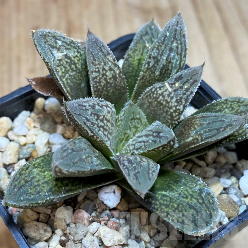 SH2492 Haworthia hybrid