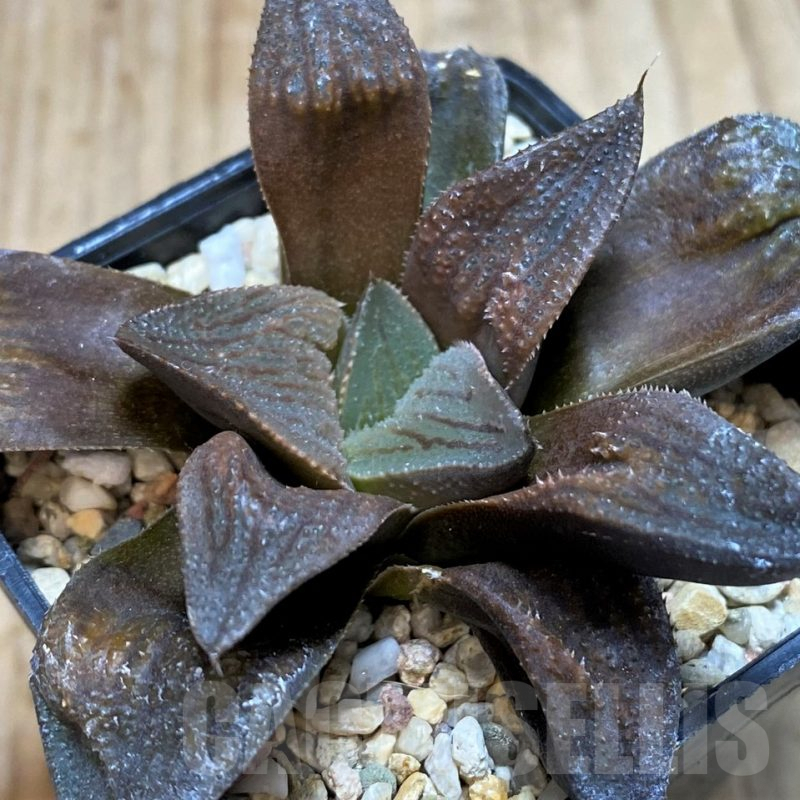 SH2496 Haworthia 'Shocora' hybrid
