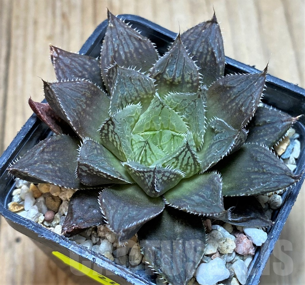 SH2498 Haworthia 'Mirrorball' hybrid - Image 2