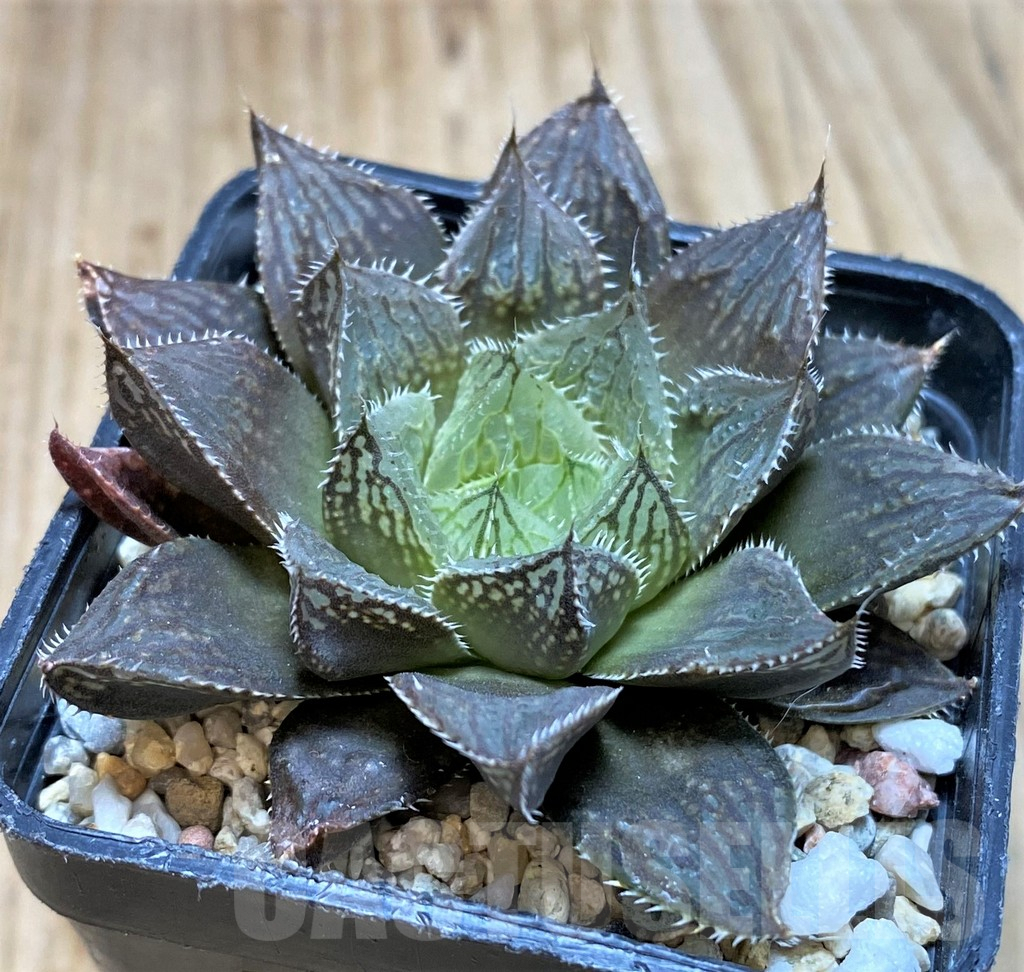 SH2498 Haworthia 'Mirrorball' hybrid