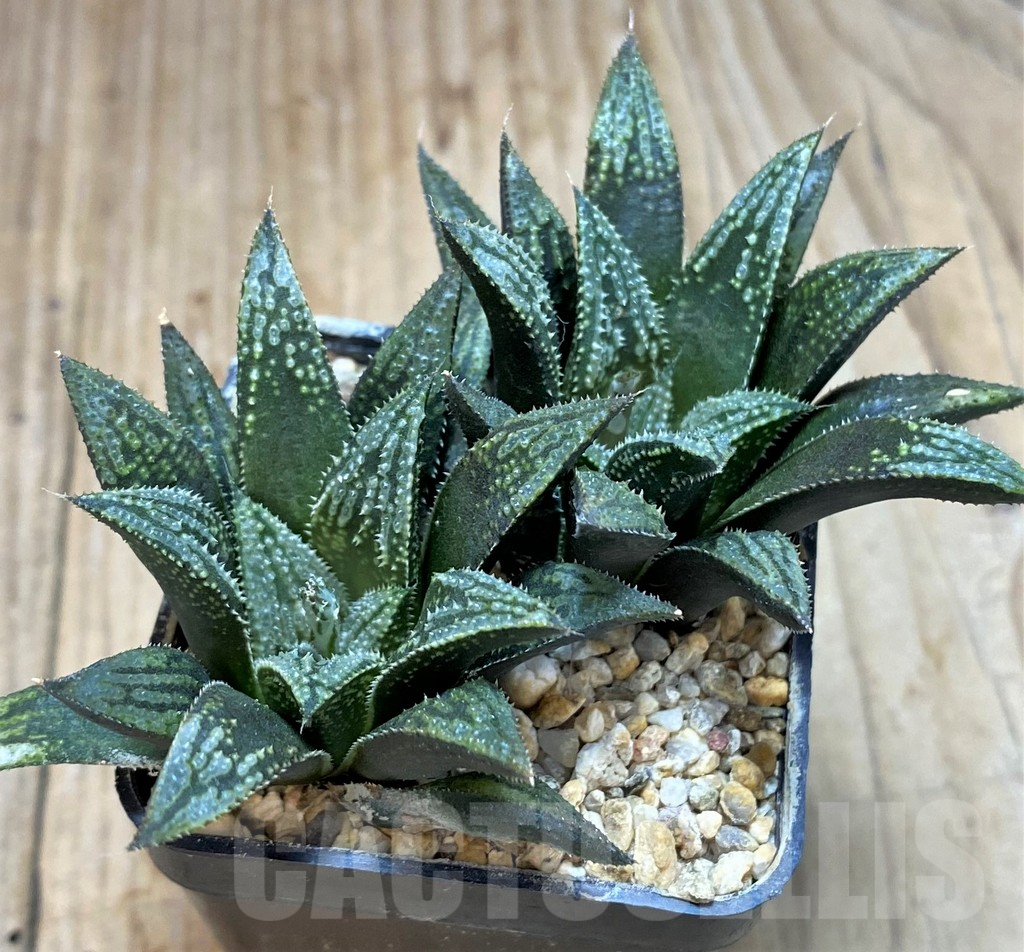 SH2499 Haworthia 'Bev's wonder' hybrid - Obrázek 3