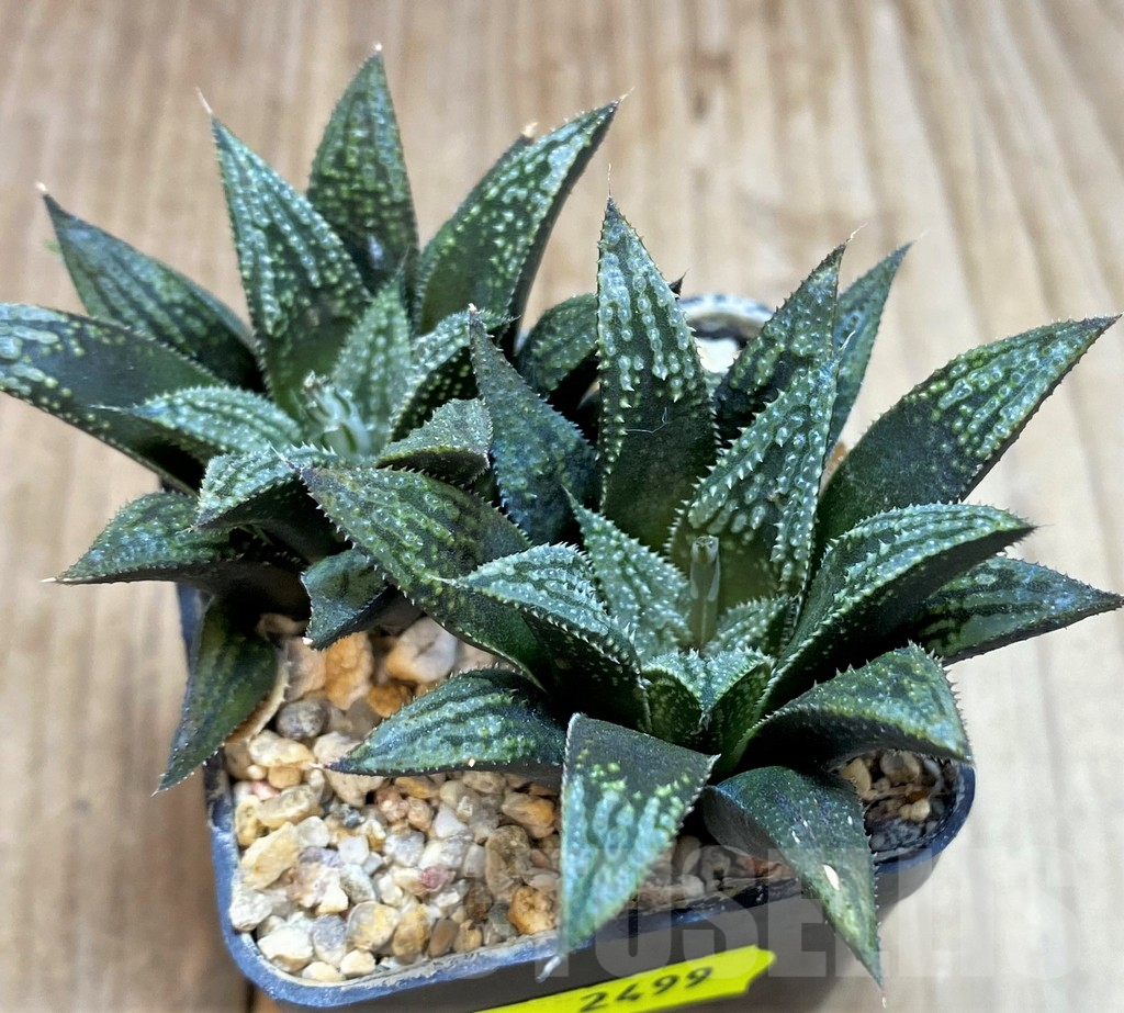 SH2499 Haworthia 'Bev's wonder' hybrid