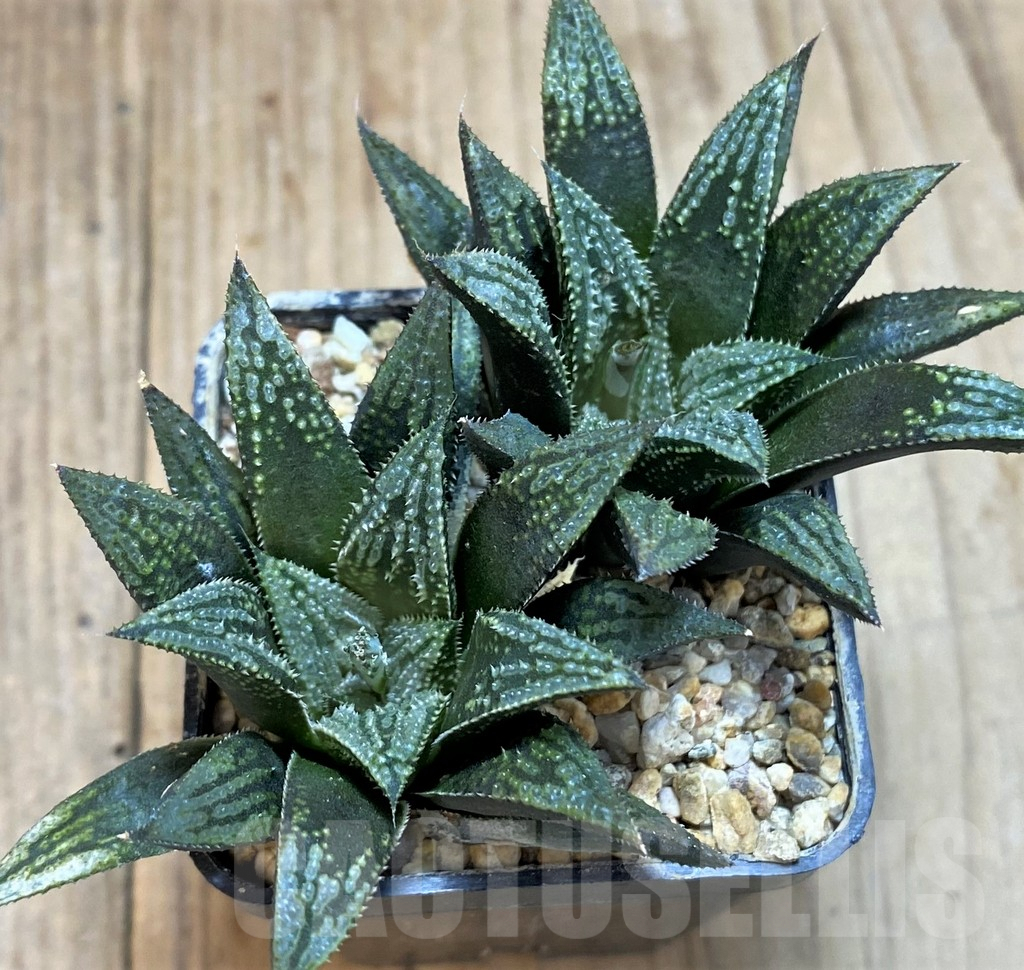 SH2499 Haworthia 'Bev's wonder' hybrid - Obrázek 2