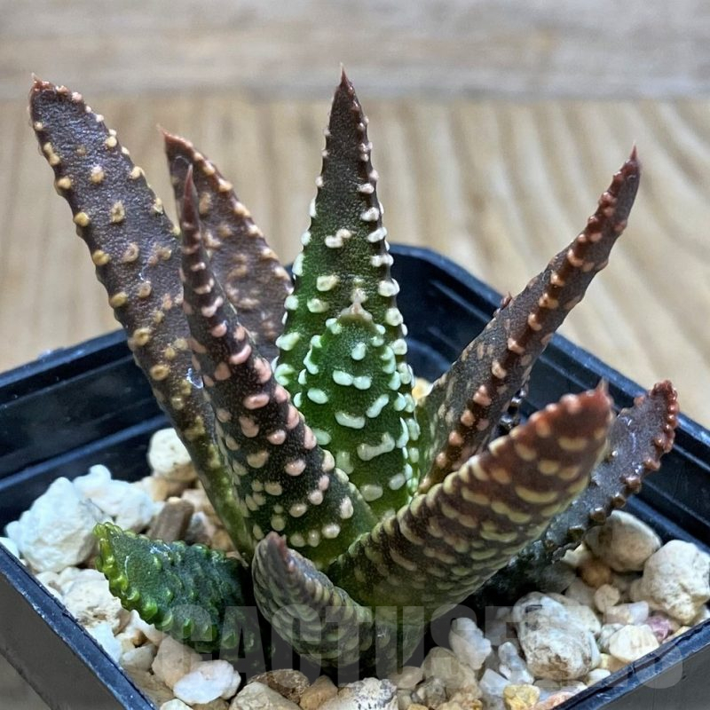 SH2500 Haworthia pumila SH, seedling