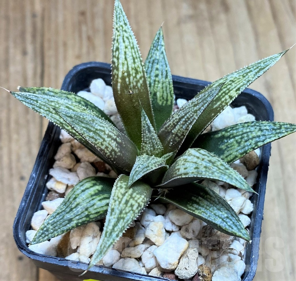 SH2486 Haworthia 'Metallica' hybrid