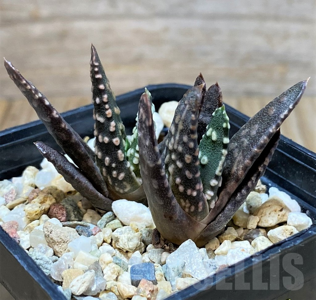 SH2501 Haworthia pumila SH, 2plants seedling - Image 2