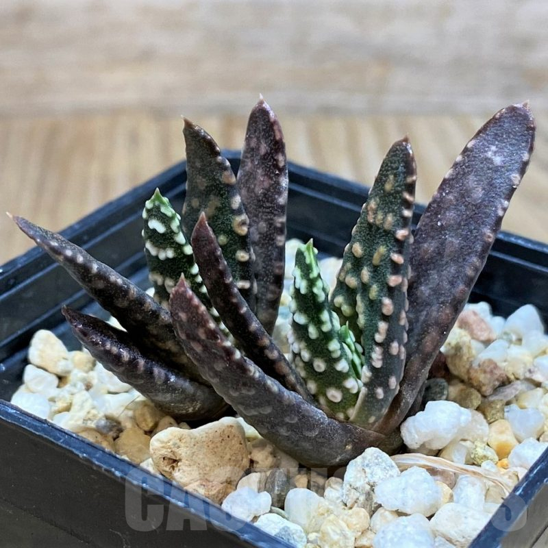 SH2501 Haworthia pumila SH, 2plants seedling