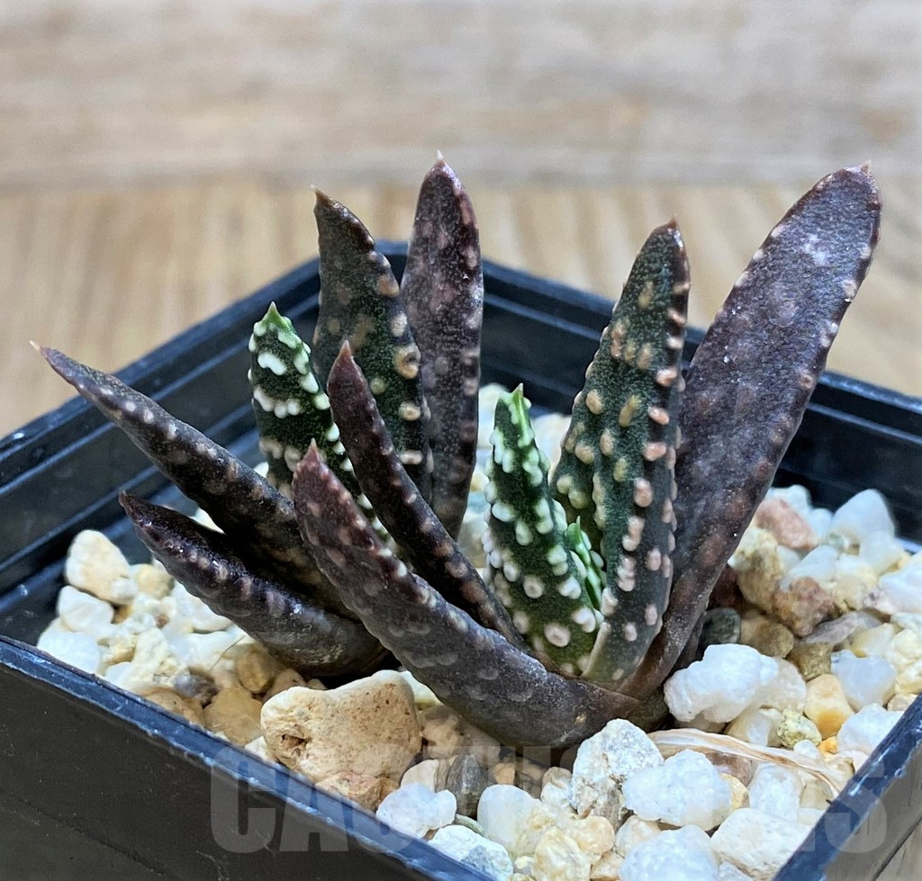 SH2501 Haworthia pumila SH, 2plants seedling