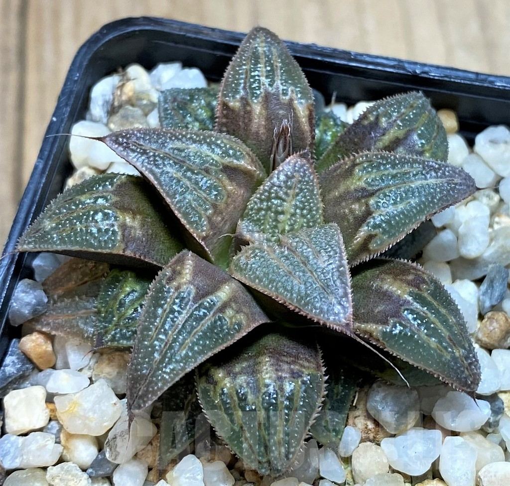 SH2503 Haworthia mirabilis v. badia 'Aluminum Star' hybrid