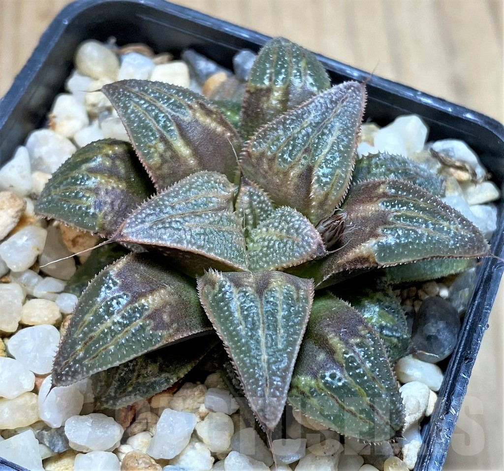 SH2503 Haworthia mirabilis v. badia 'Aluminum Star' hybrid - Image 2