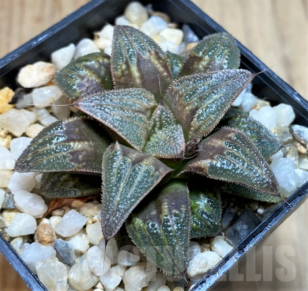 SH2503 Haworthia mirabilis v. badia 'Aluminum Star' hybrid - Image 3