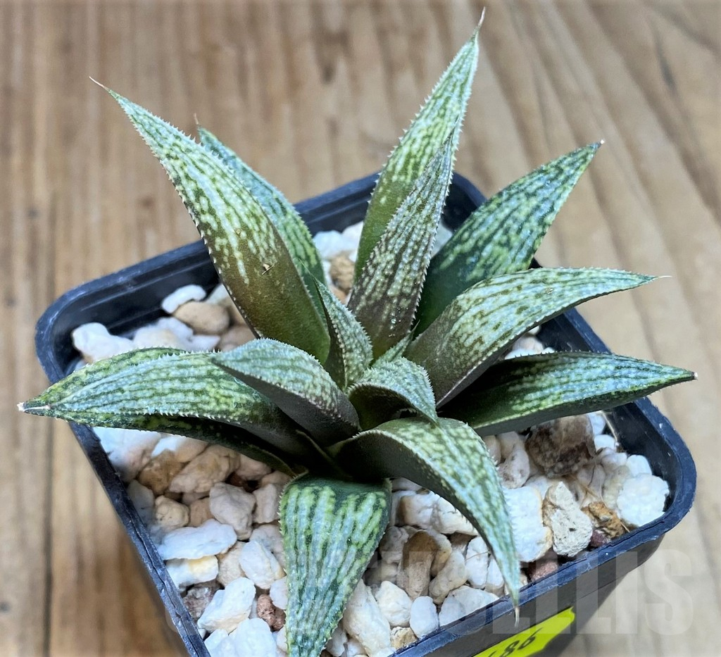 SH2486 Haworthia 'Metallica' hybrid - Obrázek 2