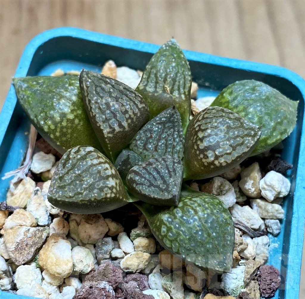 SH2504 Haworthia picta -Japan- - Image 2