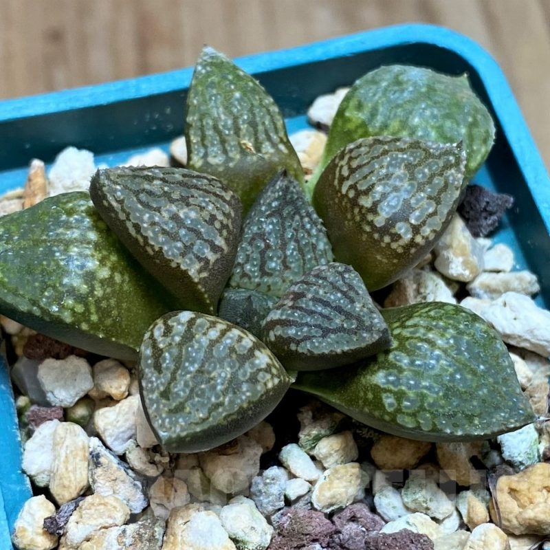 SH2504 Haworthia picta -Japan-