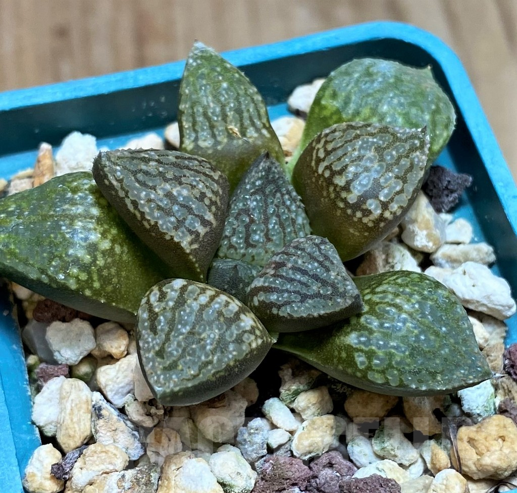 SH2504 Haworthia picta -Japan-