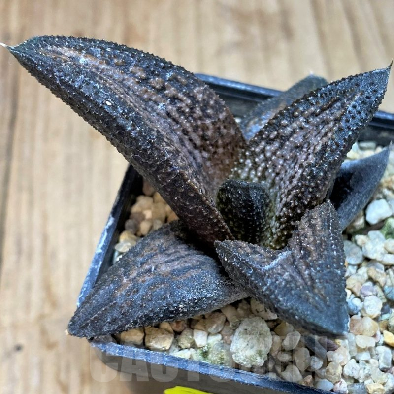 SH2506 Haworthia 'Kintaikyo'