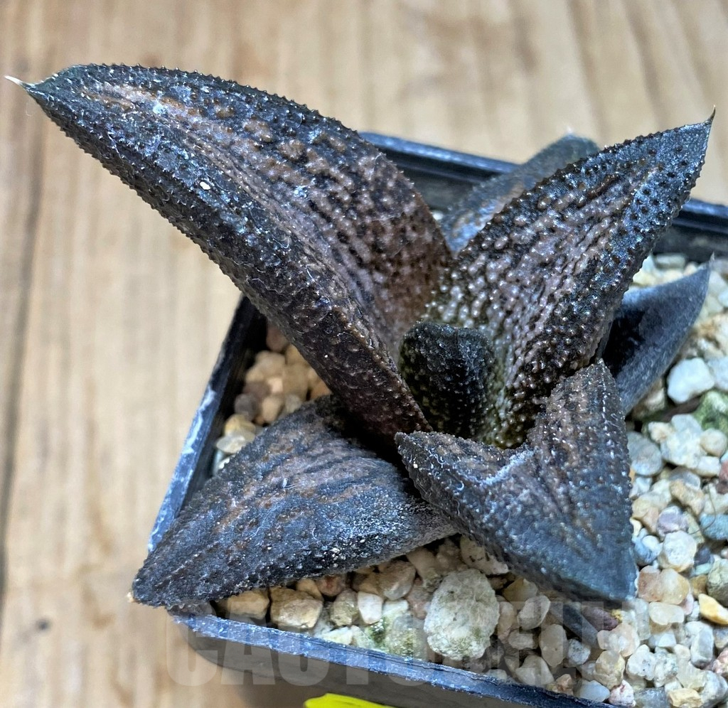 SH2506 Haworthia 'Kintaikyo'