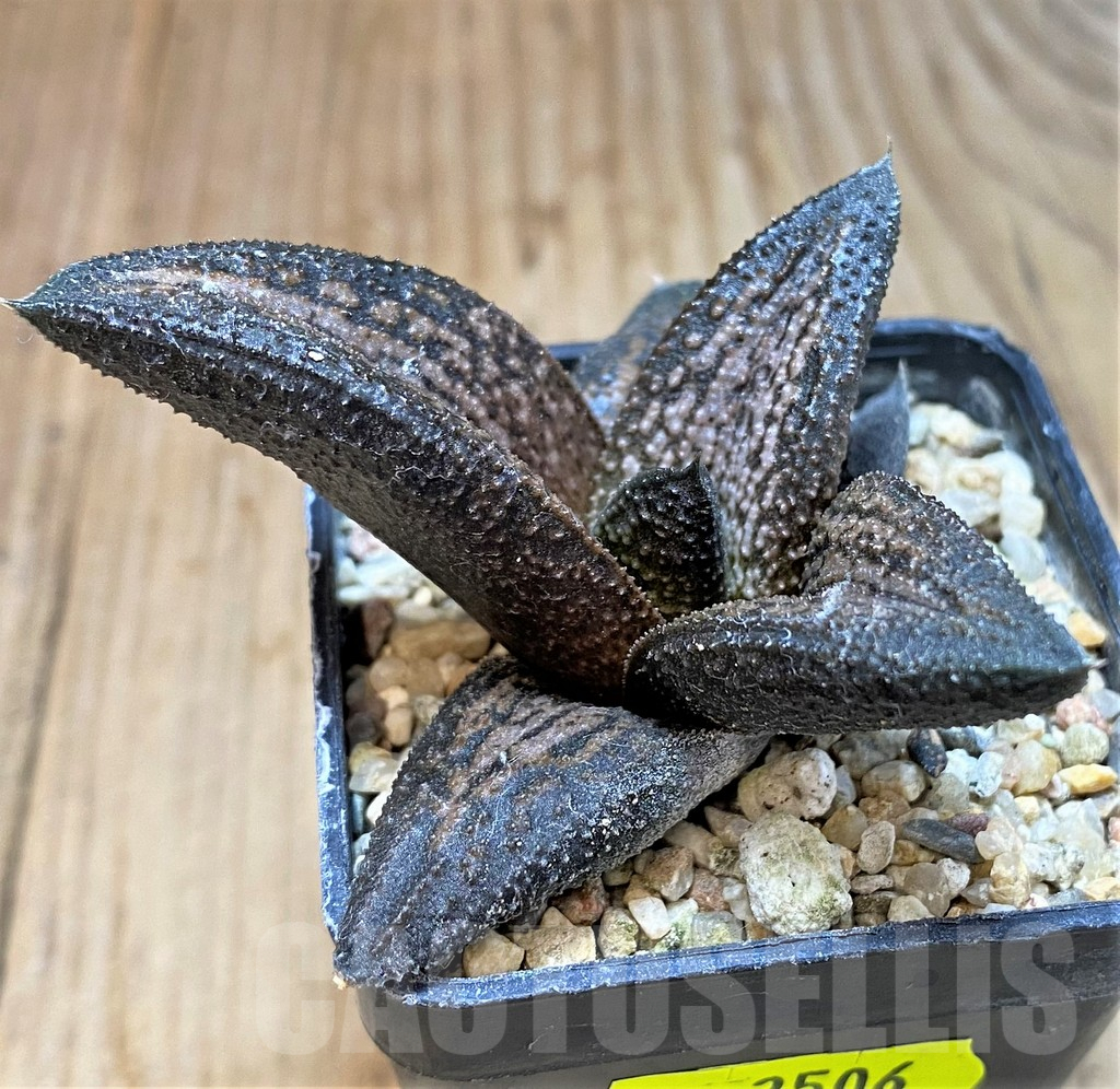 SH2506 Haworthia 'Kintaikyo' - Image 2