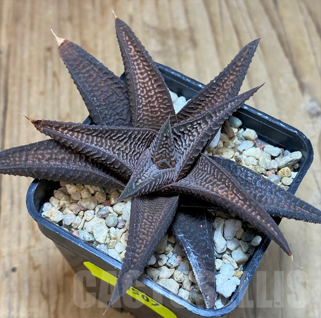 SH2507 Haworthia limifolia v. striata x koelmaniorum - Obrázek 2