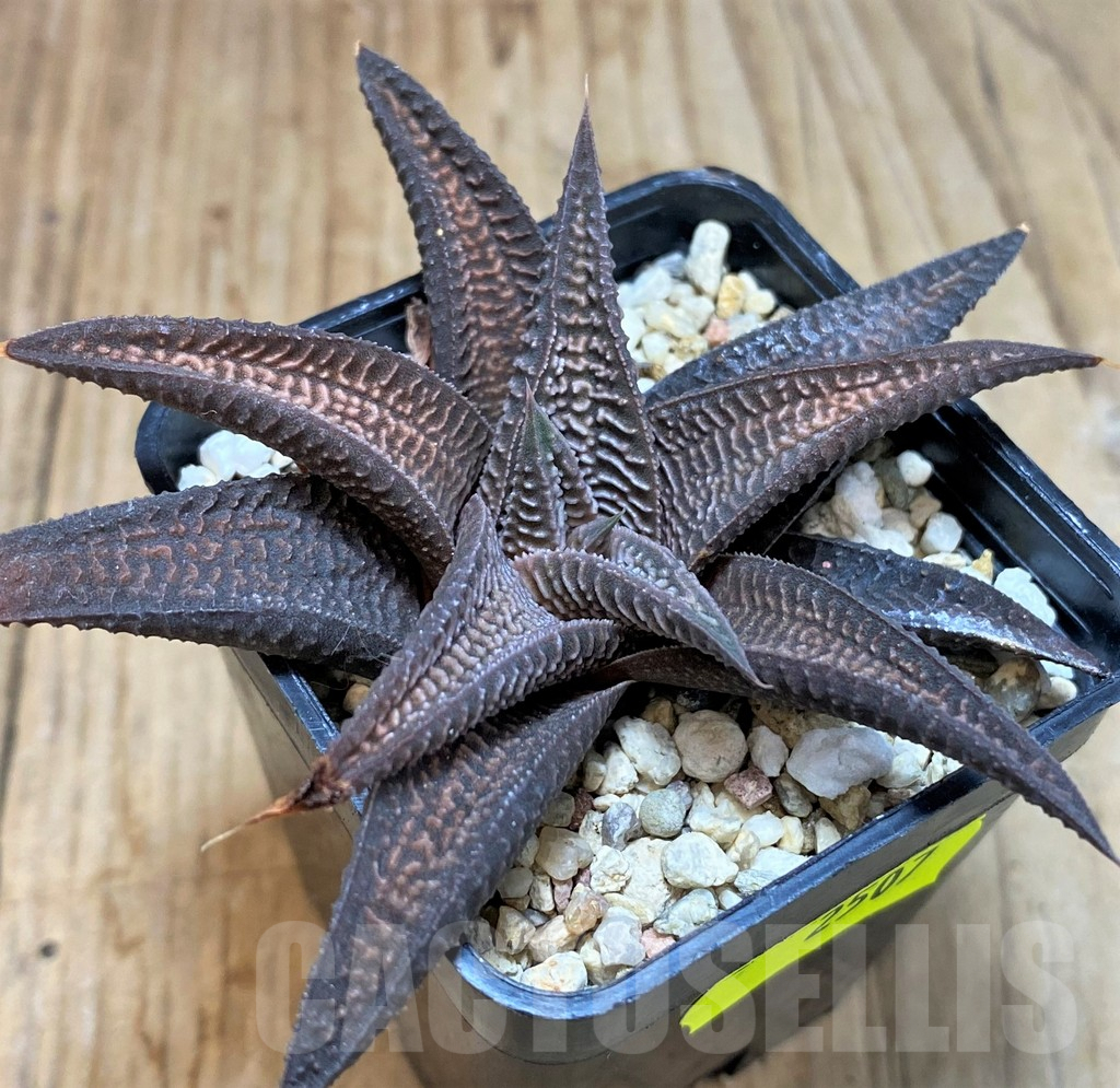 SH2507 Haworthia limifolia v. striata x koelmaniorum
