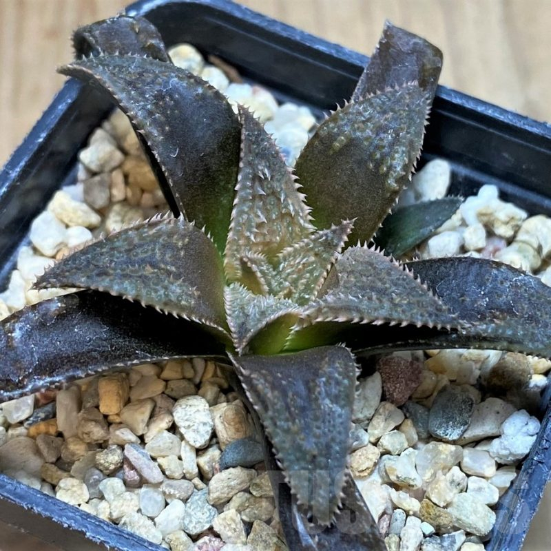 SH2508 Haworthia parksiana hybrid