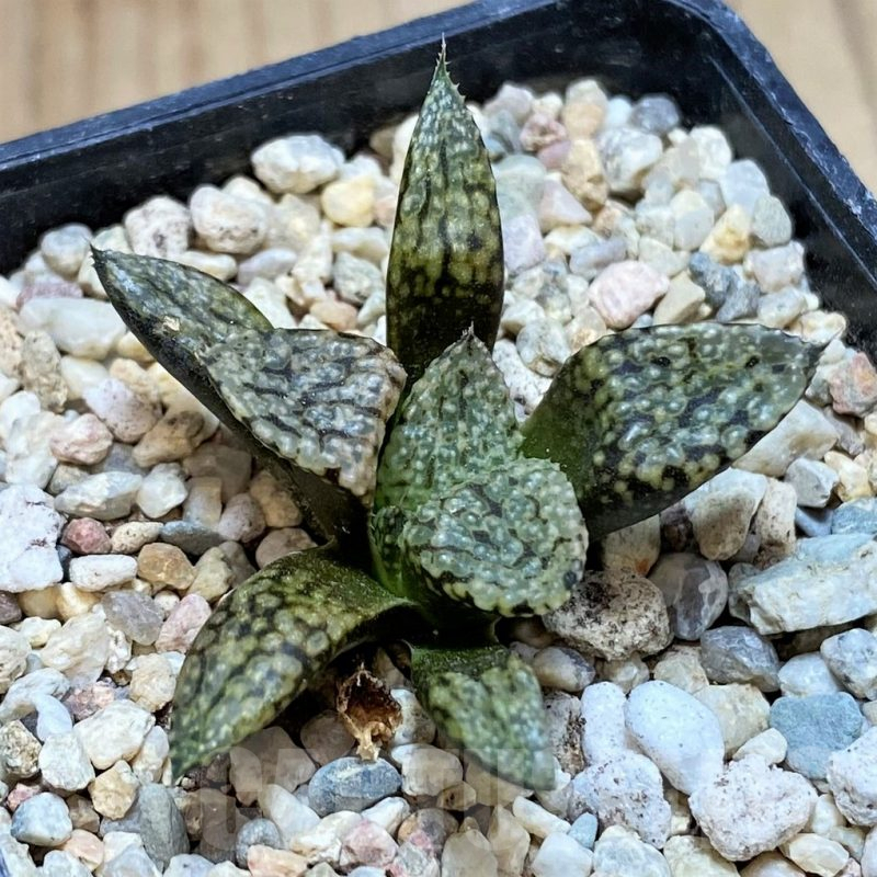 SH2510 Haworthia picta -Japan-