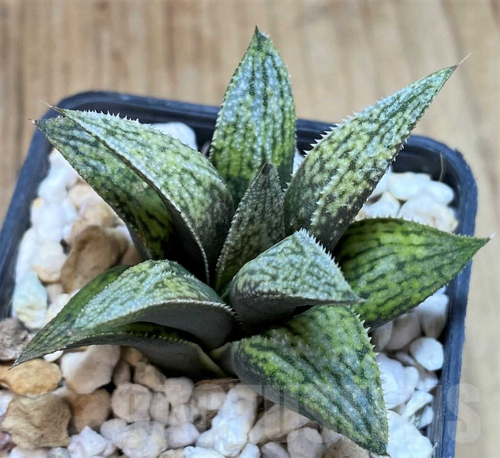 SH2487 Haworthia 'Metallica' hybrid
