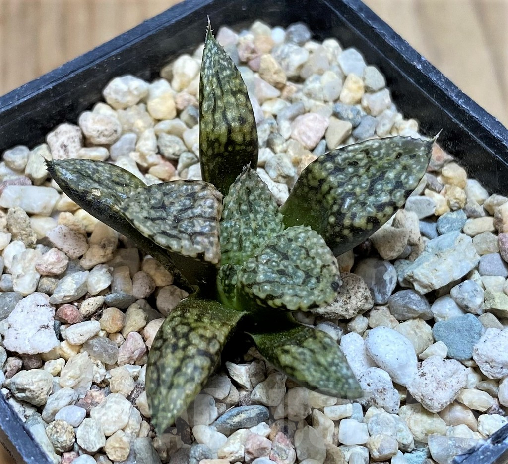 SH2510 Haworthia picta -Japan- - Image 2