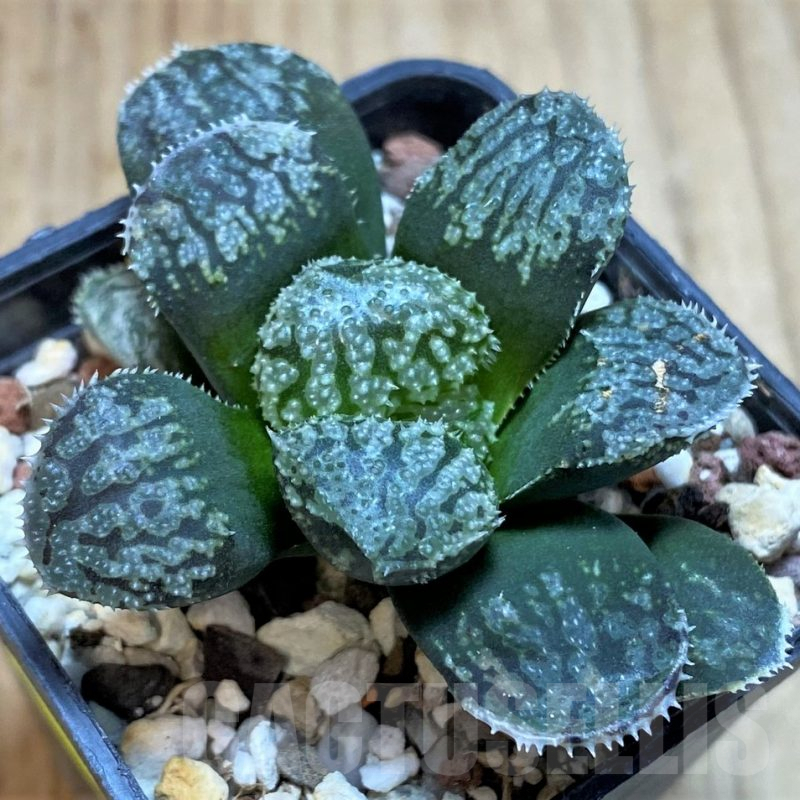 SH2511 Haworthia 'Mordor'