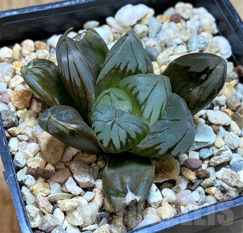 SH2512 Haworthia obtusa 'Black star'