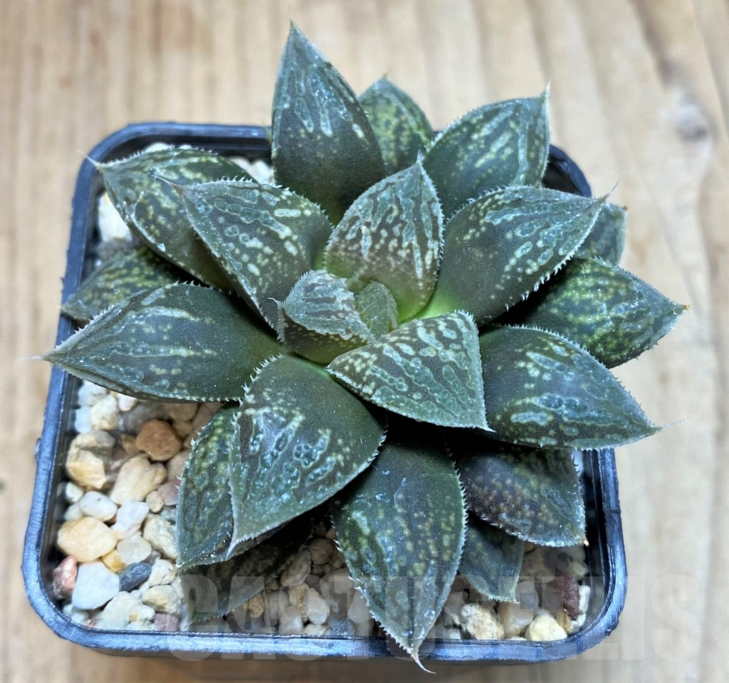 SH2513 Haworthia picta 'Kumadori' HPC-2, ex 'Cactus Nichii' - Image 2