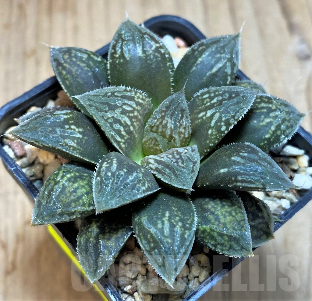 SH2513 Haworthia picta 'Kumadori' HPC-2, ex 'Cactus Nichii'