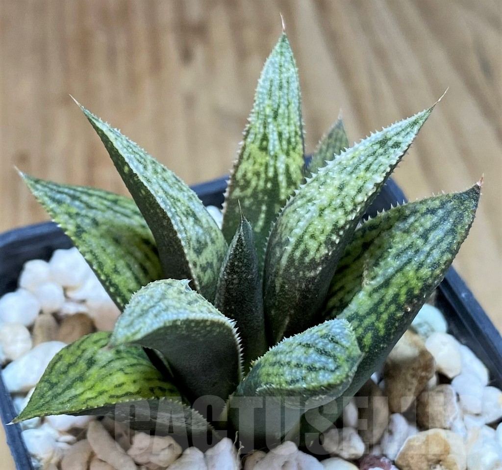 SH2487 Haworthia 'Metallica' hybrid - Image 2