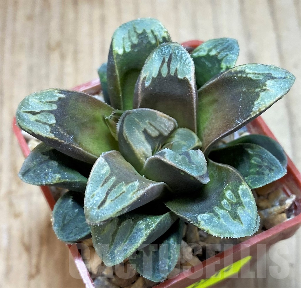 SH2514 Haworthia maughanii x splendens - immagine 3