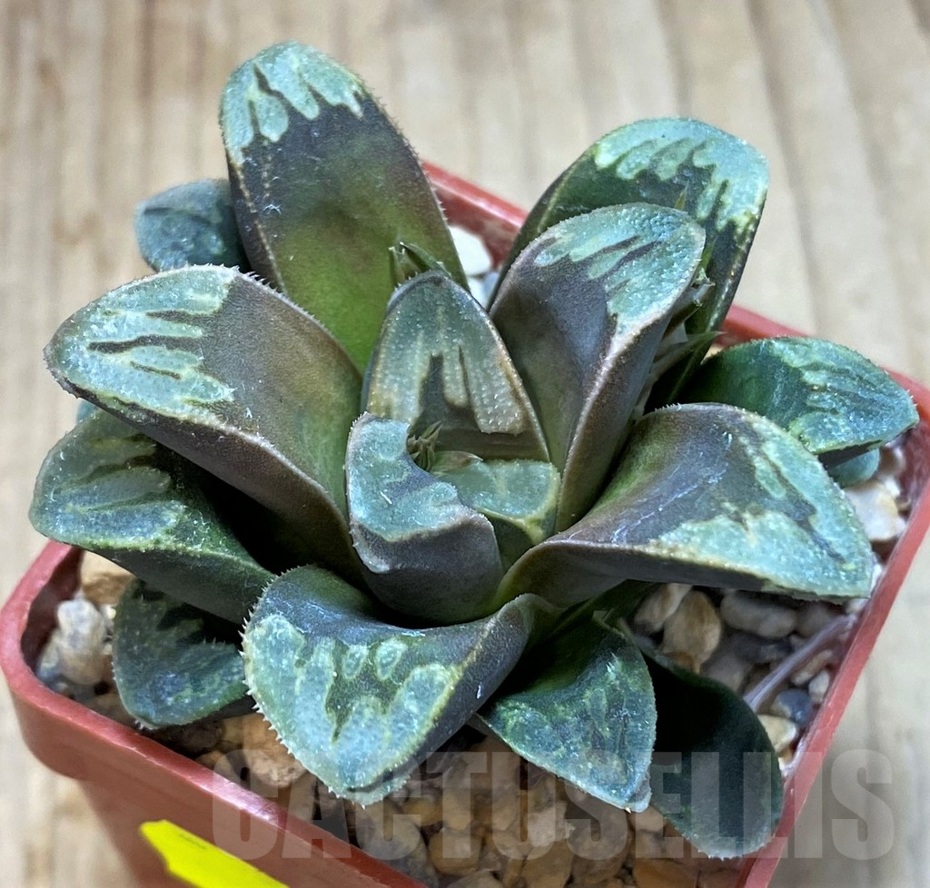 SH2514 Haworthia maughanii x splendens - immagine 2
