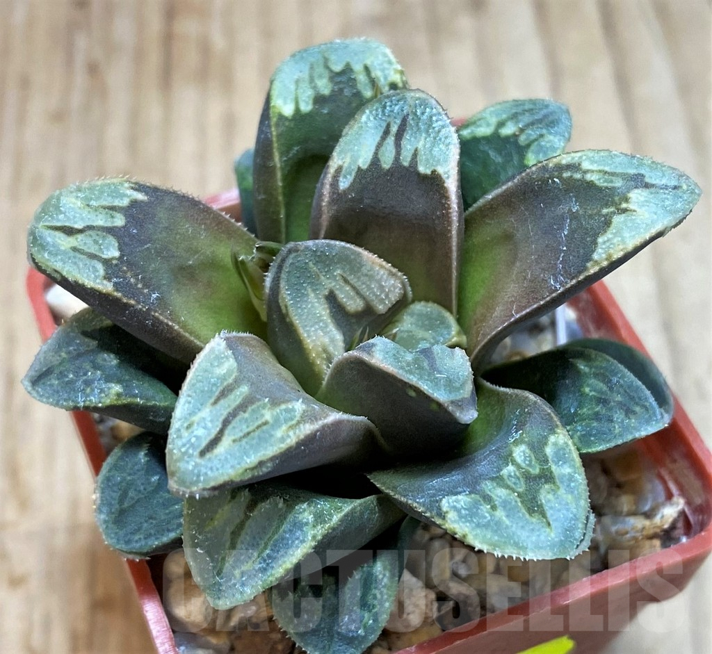 SH2514 Haworthia maughanii x splendens