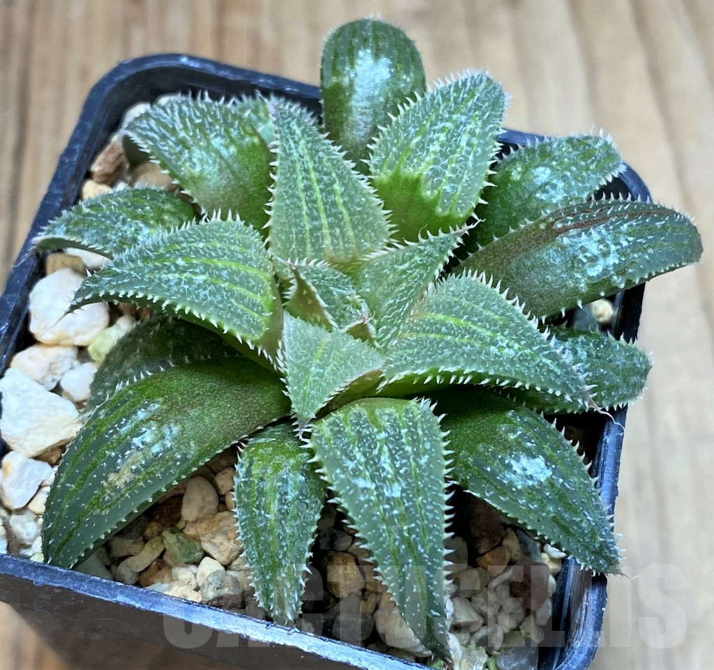 SH2516 Haworthia wimii hybrid -Japan- - Image 2