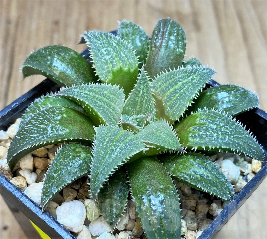 SH2516 Haworthia wimii hybrid -Japan-