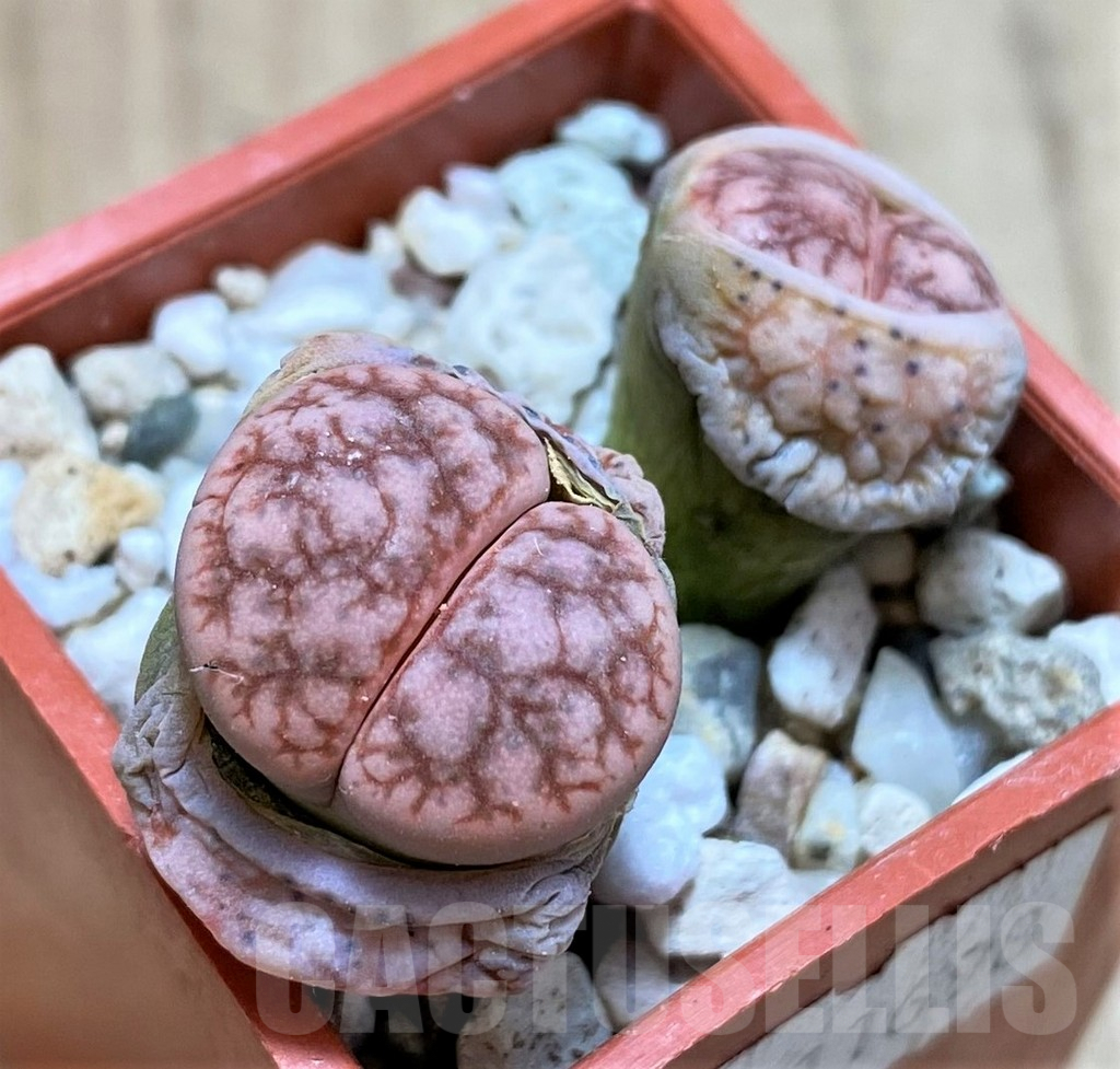 SH2679 Lithops 'Talisman' hybrid