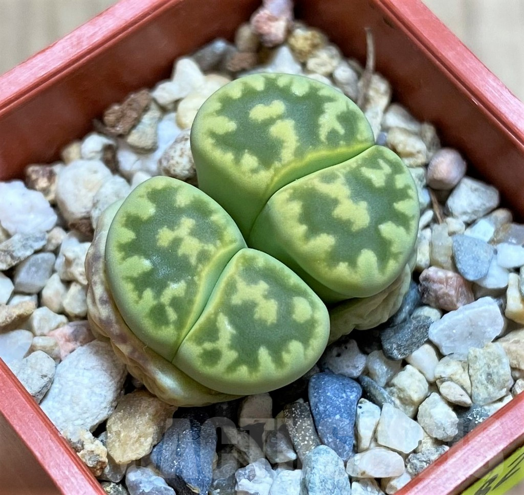SH2682 Lithops bella 'Green vermilion'