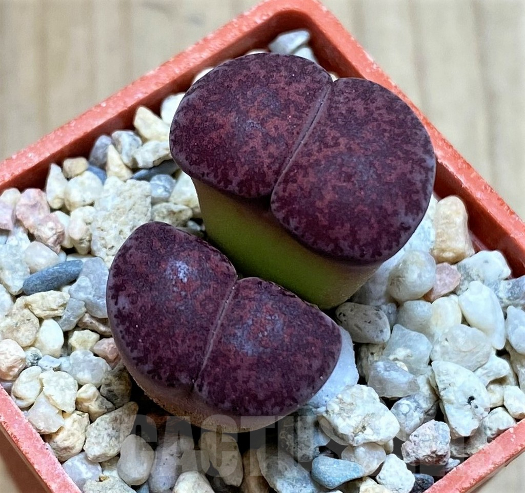 SH2683 Lithops lesliei 'Fred's Redhead'