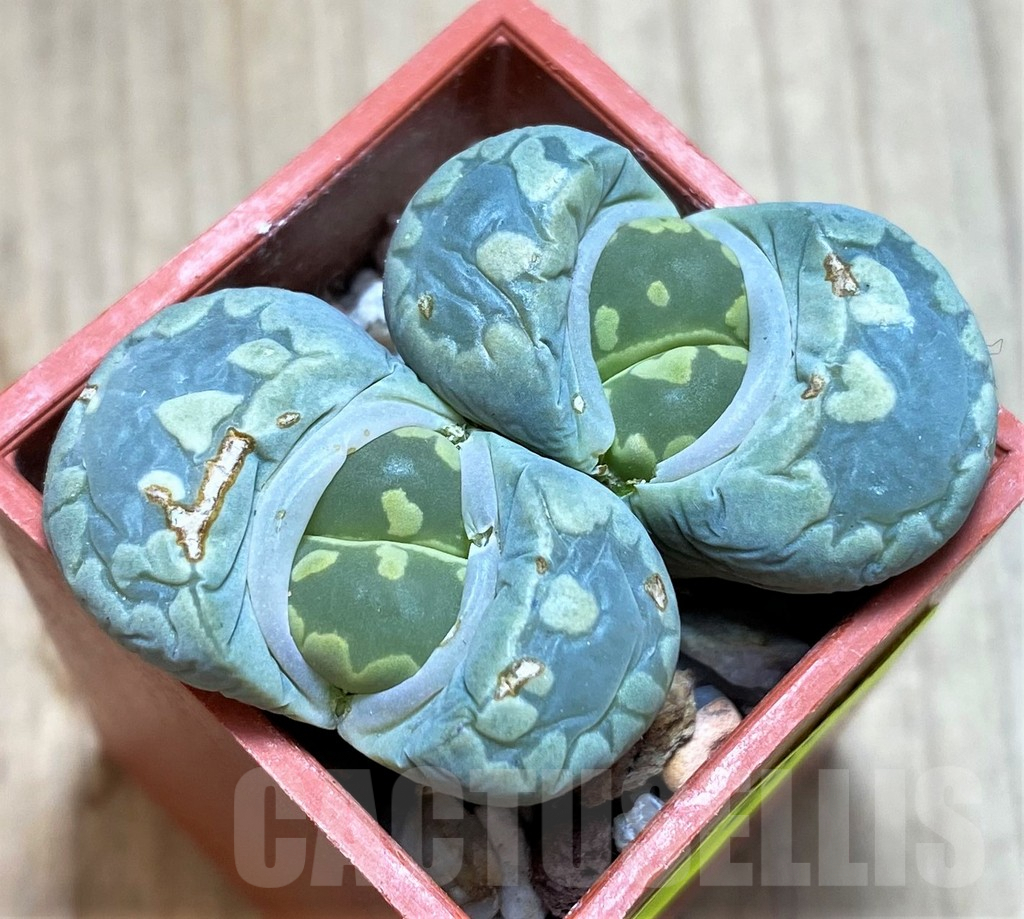 SH2685 Lithops otzeniana C128A