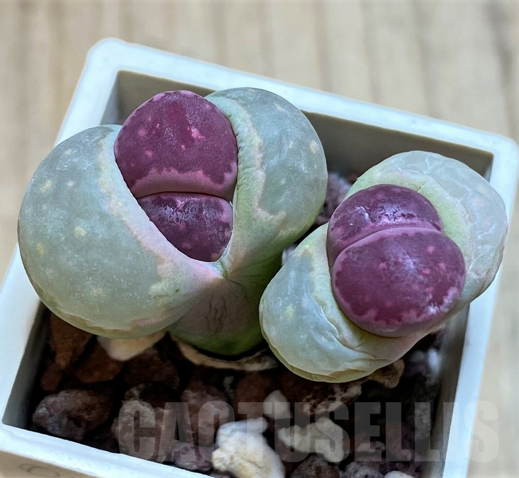SH2686 Lithops salicola 'Sato's Violet' hybrid