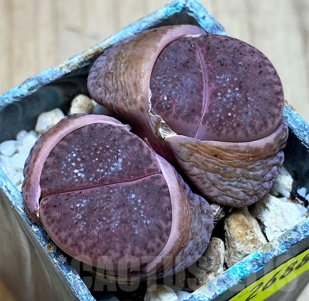 SH2688 Lithops bromfieldii v. glaudinae 'Embers' C393A