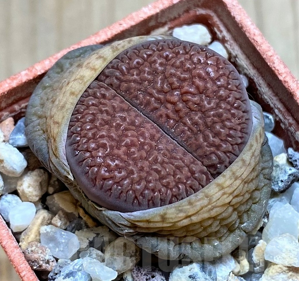 SH2689 Lithops hookeri C336