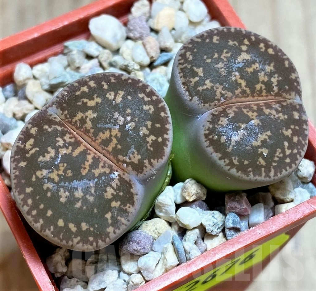SH2676 Lithops lesliei -Stella-