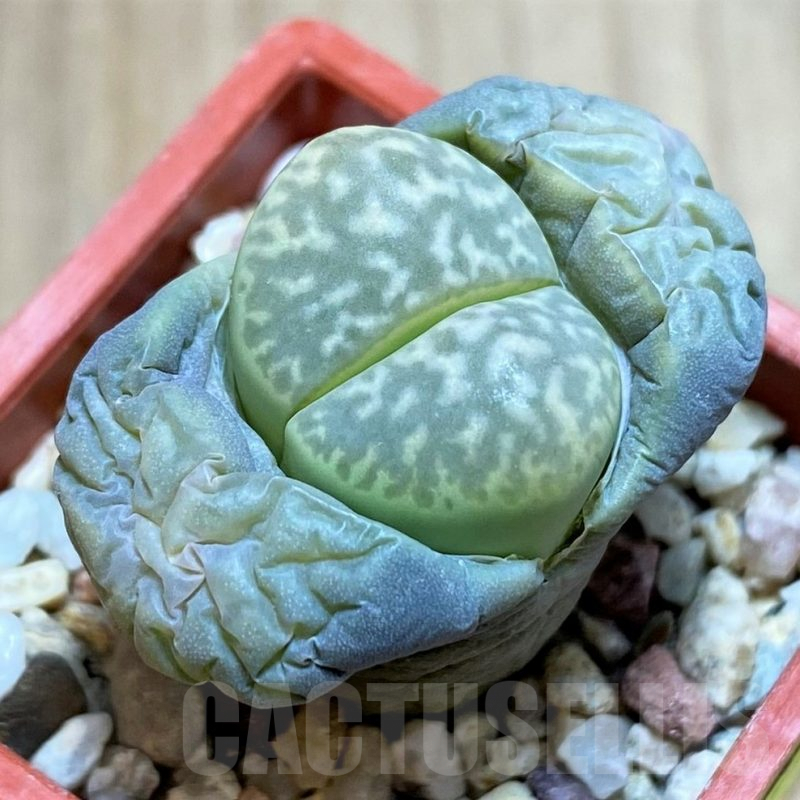 SH2697 Lithops marmorata v. elisae C251
