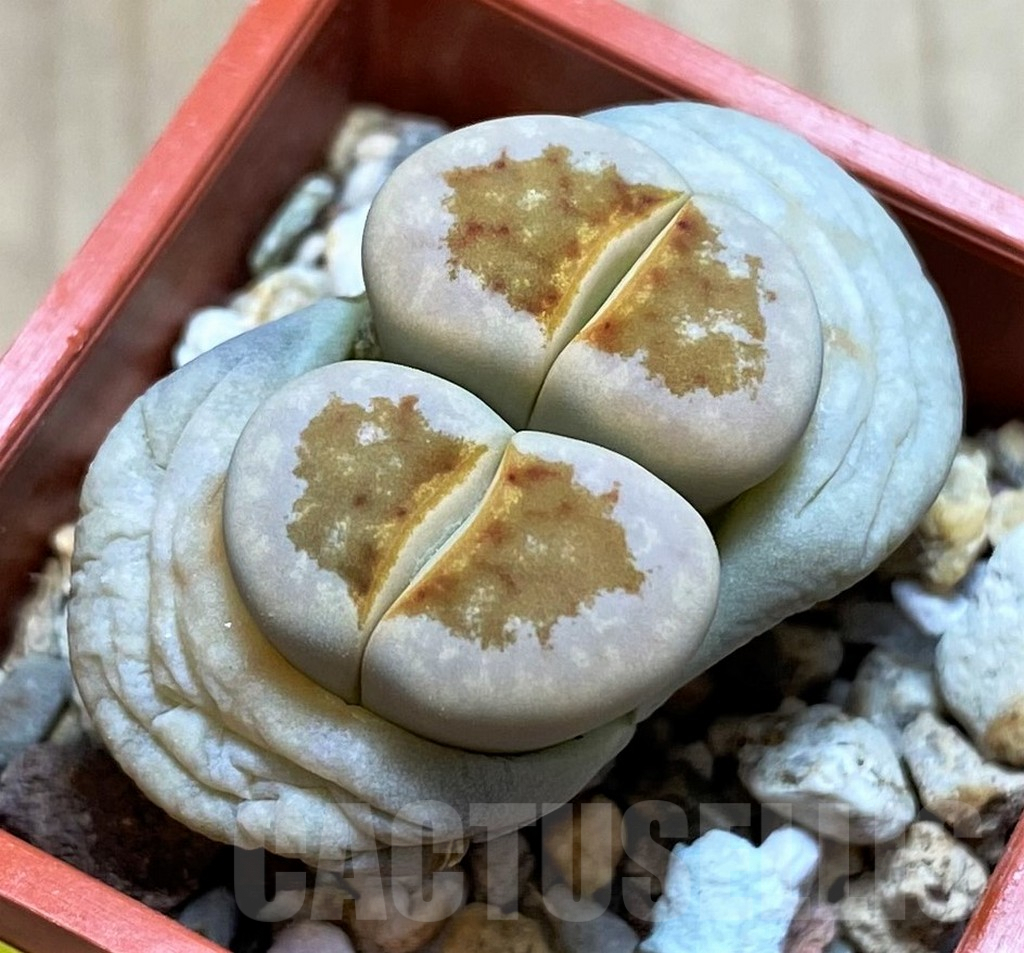 SH2704 Lithops julii ‘Hot Lips’